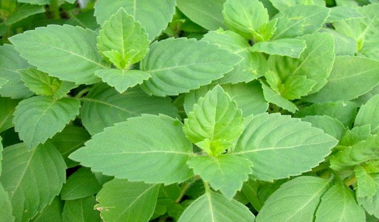 ভেষজগুণে অনন্য তুলসী পাতা