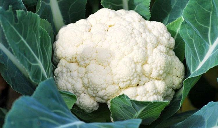 পুষ্টিতে ভরপুর শীতকালীন সবজি ‘ফুলকপি’