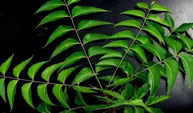 ডেঙ্গু ম্যালেরিয়া হৃদরোগ নিরাময় করে যে পাতা